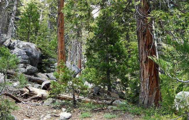 Stony Creek Lodge Sequoia National Park Luaran gambar