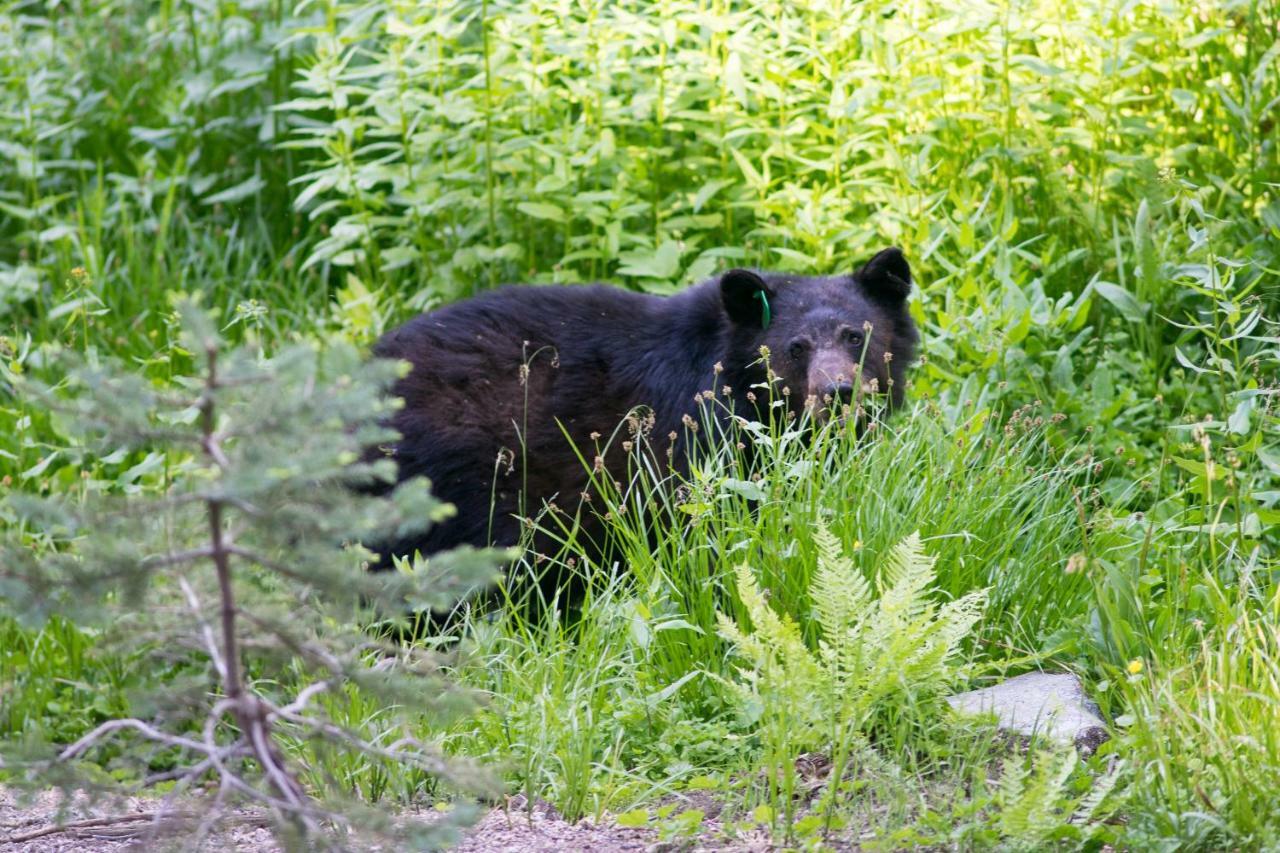 Stony Creek Lodge Sequoia National Park Luaran gambar
